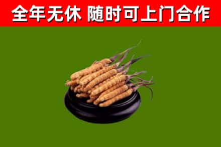 盐田区回收散虫草